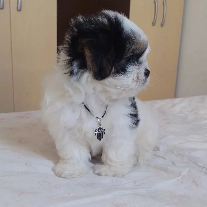 Baxter, 11-week-old male Shih Tzus puppy